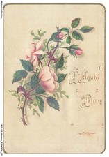 انونكيوس Flores