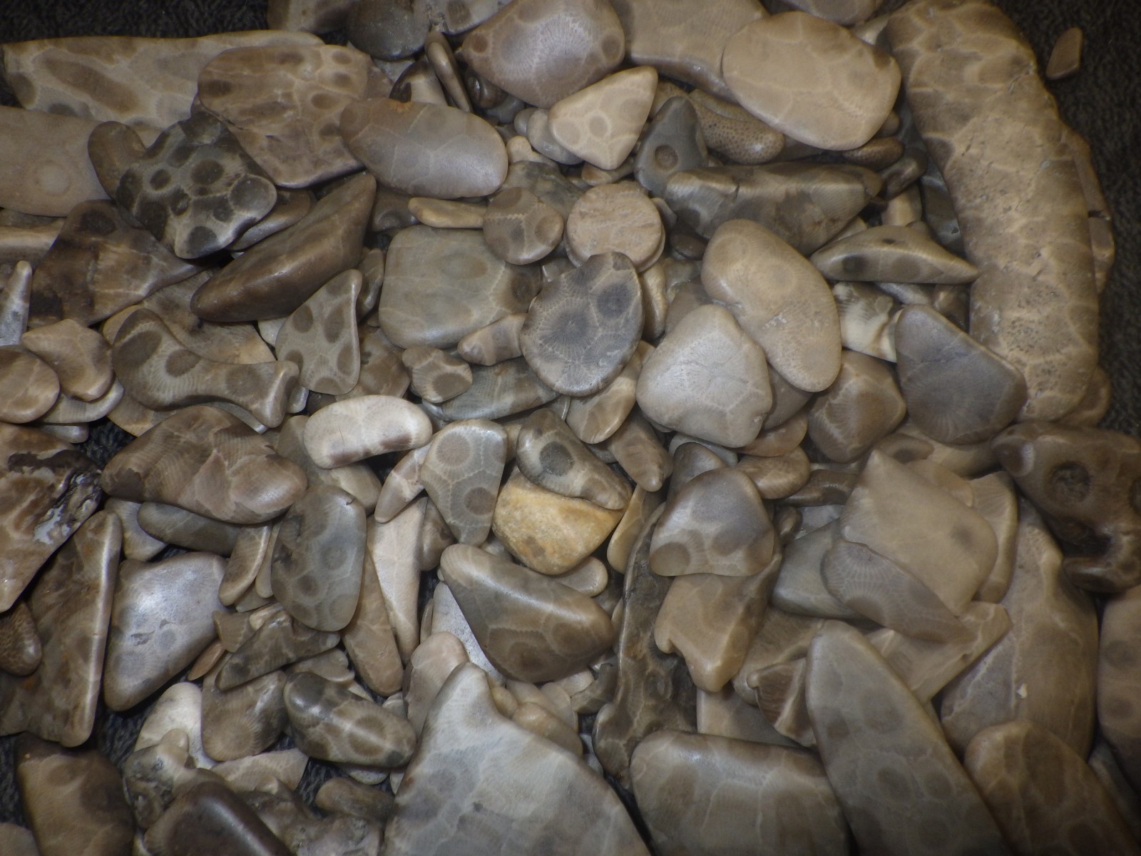 Petoskey Stones Cut, Tumbled and Treated