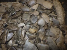 Petoskey Stones Cut, Tumbled and Treated