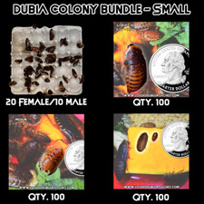 Mature Dubia Roach Colony Bundle - Small
