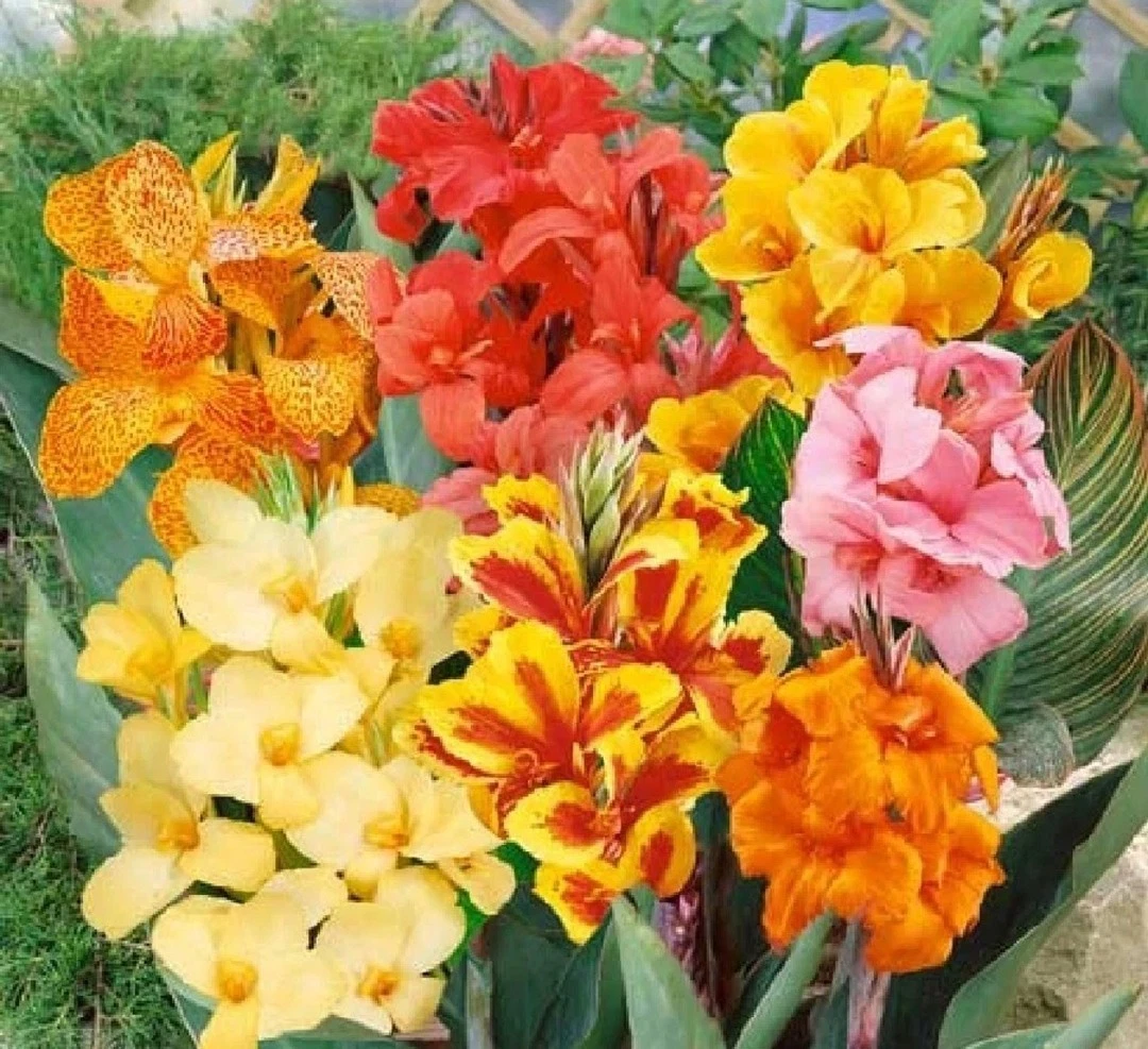 Canna Rhizomes for sale | eBay