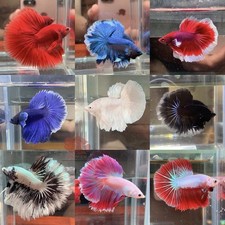 Premium Male Half Moon  Live Betta Fish High Quality HMPK Male - Random Pick
