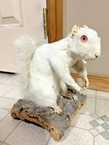 VINTAGE ALBINO SQUIRREL RARE TAXIDERMY MOUNT MANCAVE CABIN DECOR RARE PA MOUNT