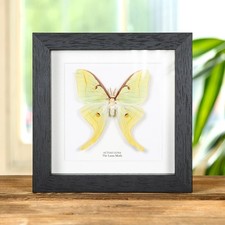 The Luna Taxidermy Moth Frame (Actias luna)