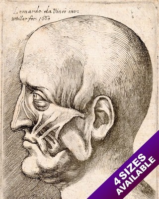 W HOLLAR AFTER LEONARDO DA VINCI SKETCH HUMAN FACE ANATOMY REAL CANVAS ART PRINT