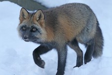 CD foto referencia taxidermia Cross Fox