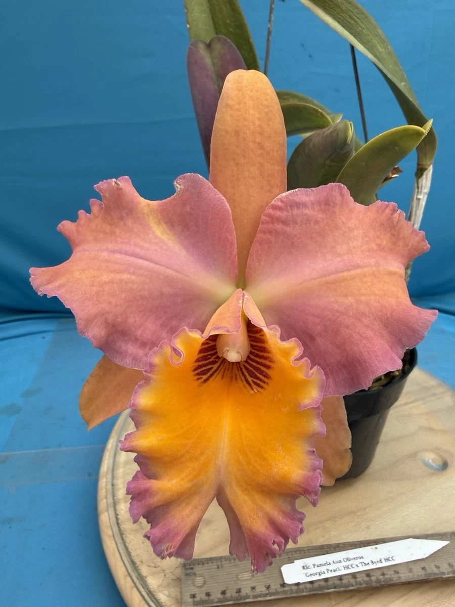 Cattleya Fall Evergreen Orchids for sale | eBay