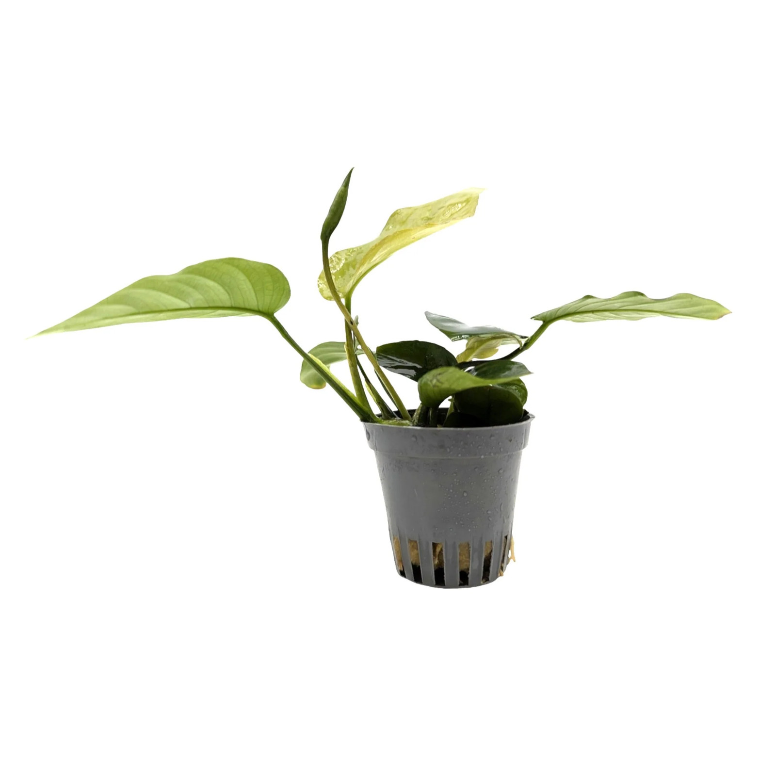 Anubias barteri