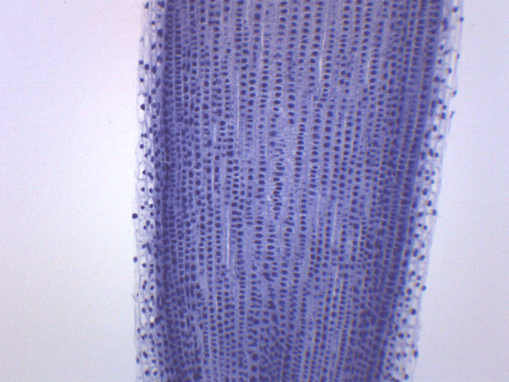 Allium Root Tips, Mitosis - Prepared Microscope Slide - 75x25mm - Eisco Labs