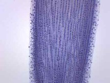 Allium Root Tips, Mitosis - Prepared Microscope Slide - 75x25mm - Eisco Labs