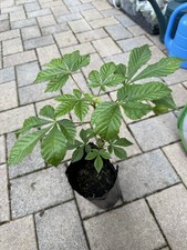 European Horse Chestnut Tree Live Plant 10” Aesculus Hippocastanum Potted