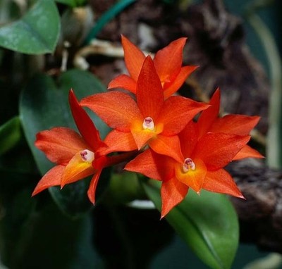 ORANGE BRAZIL MINIATURE CATTLEYA ORCHID SPECIES cernua BS mounted!!
