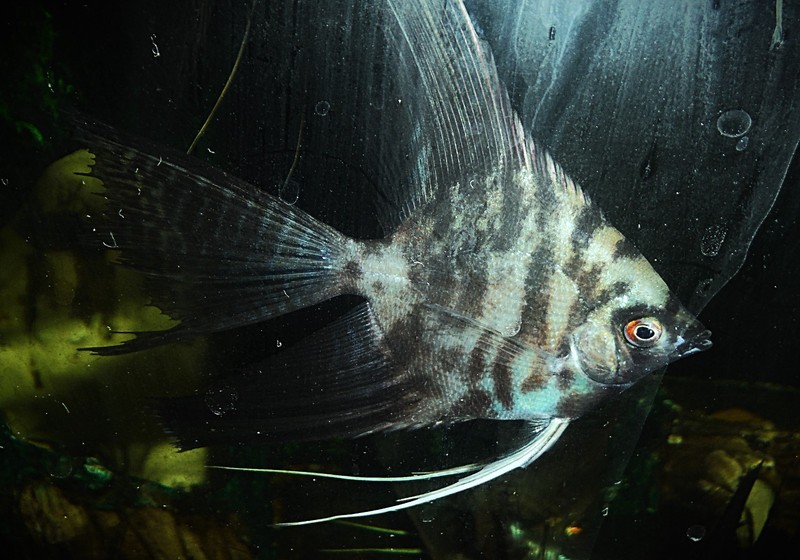 Group of 3 Marble Angelfish Quarter Plus Sized