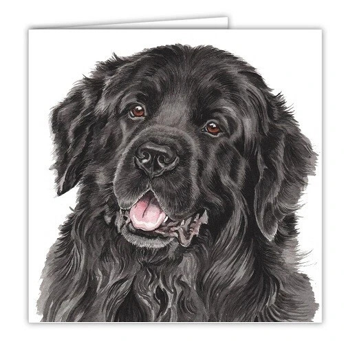 Newfounland card waggydogz