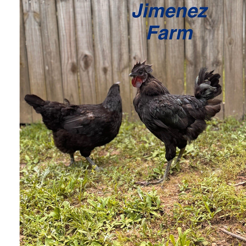 Ayam Cemani x Mystic Onyx 6+ Hatching Eggs