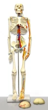Parco Scientific PB00048 85CM Human Skeleton With Nerves Arteries