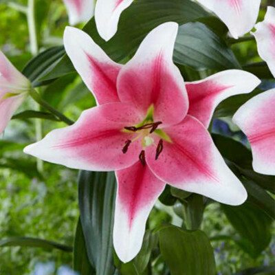50 pcs Mix Rare Lily Flower Seeds Planting Flower Lilium Perfume