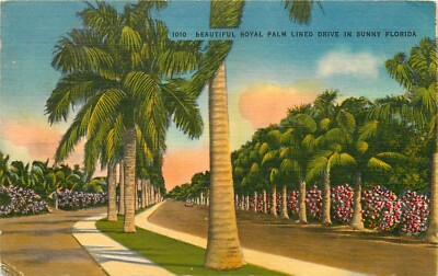 Palm Treee Lined Drive Florida FL pm 1956 Postcard