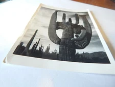 VTG 1994 RPPC OVERSIZE POSTCARD SAGUARO CACTUS PHOTO ANSEL ADAMS 43/4 X 63/4
