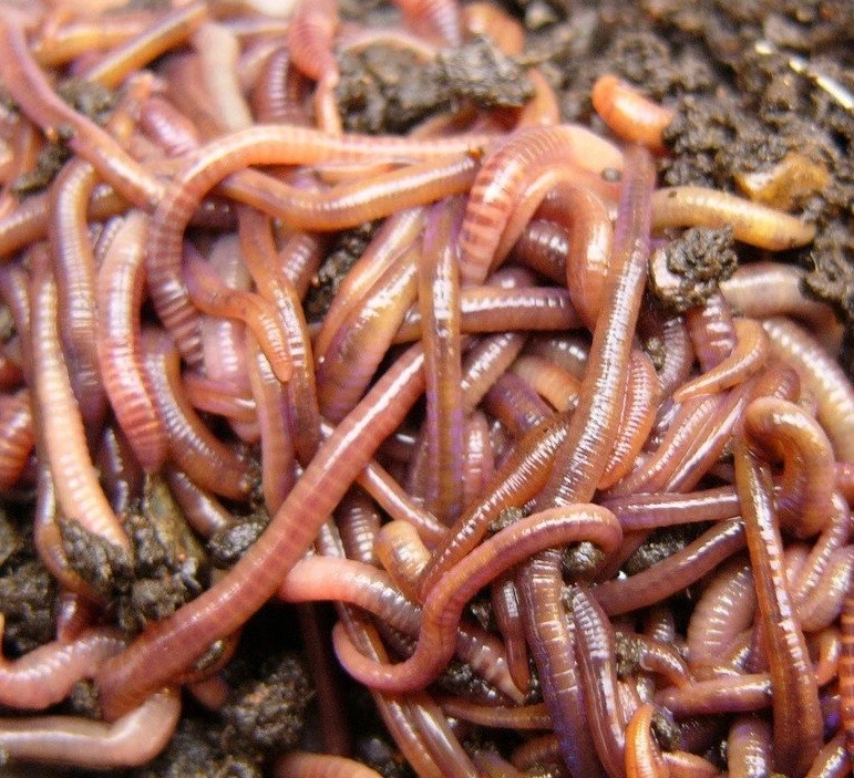 European Nightcrawlers Earthworms Live Trout Bait Blood Worms