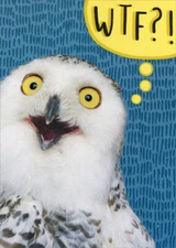Designer Greetings WTF Shocked Owl Funny / Humorous Birthday Card