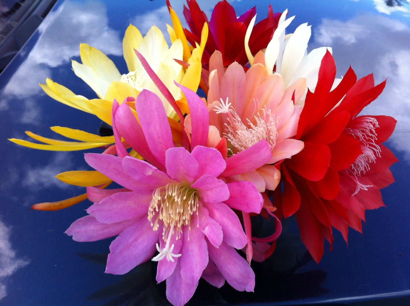 CINCO esquejes de EPIPHYLLUM híbridos distintos colores. Tamaño L/XL