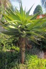30 Aloe Spectablilis Seeds for Planting