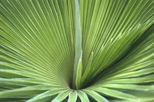 Copernicia rigida 5 Seeds - Jata Palm Very Rare Palm Seed