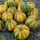Pumpkin seёds,50 rare seёds Styrian Pumpkin,Gymnosperm pumpkin Naked-762+TRACK №