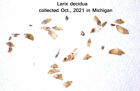European Larch, Larix decidua, 15 seeds