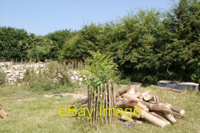 Foto 6x4 The Ancient Technology Centre Cranborne Setzling Walnut Tree c2014