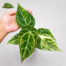 Anthurium Crystallinum Variegated Indoor Free Phyto