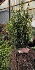 5 BUXUS SEMPERVIRENS COMMON BOX BUSHY EVERGREEN HEDGING PLANT Bareroot 30-40cm 