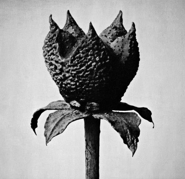 Masayoshi Fujita: Masayoshi Fujita: Book Of Life - Erased Tapes - (Lp /-image