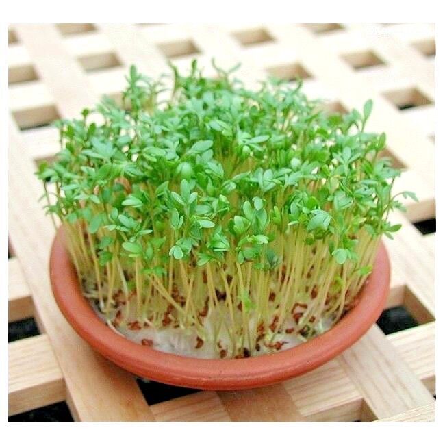 Curled Cress Seeds Organic 