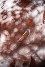 Objectif vintage Petzval 50mm F/1.6 Laiton  [Berthiot, Hermagis]