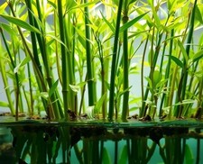 Wasser Bambus Pflanze für die Wohnung drinnen Zimmerpflanze gross & pflegeleicht