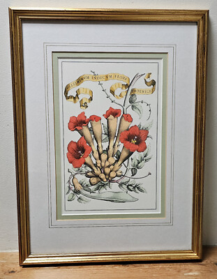Gelsiming indicvm flore phoeniceo - Botanical Print, Giovanni Battista Ferrari