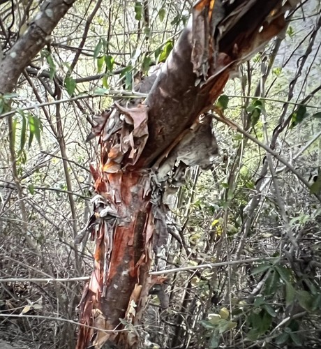 5 Seeds of Bursera medranoana In California  - Picture 1 of 2