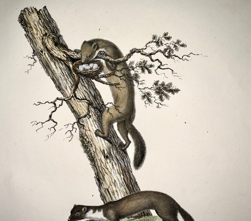 1824 WEASELS Mustela Mammals - K.J. Brodtmann hand colored FOLIO lithography - Picture 3 of 4