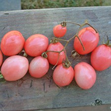 Pomodoro - Pearly Pink Cherry - 20+ semi ROSA e RENDIMENTO! P 076