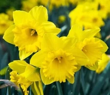 Bulk Yellow Daffodil Bulbs for Planting Dutch Master Value Pack