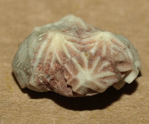 Cute Echinoencrinites reticulatus, Middle Ordovician Rhombifera Eichinoderm - Picture 4 of 10