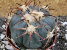 7i13 Echinocactus horizonthalonius select Penon Blanco, vaso 6,5 cm
