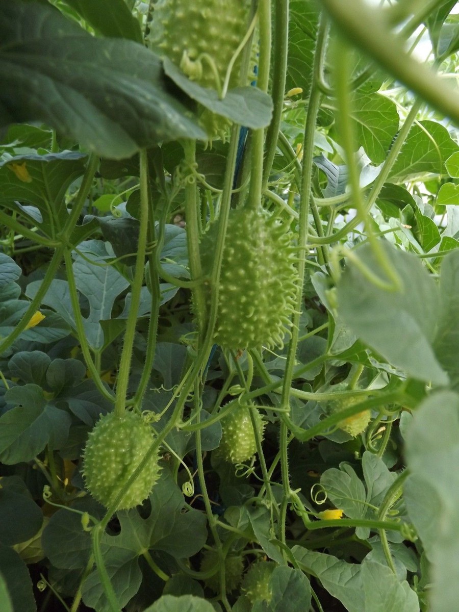 Anguria Cucumber - West Indian Cucumber - Cucumis Anguria - 5+
