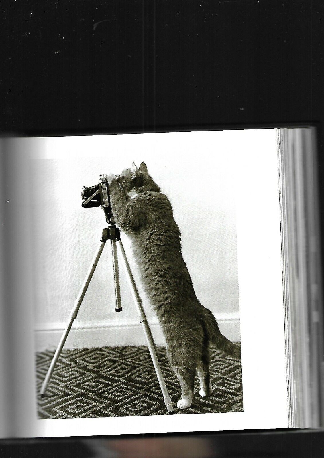 Foto 9 di 12