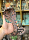 Rare Antique statue Uraeus cobra Authentic Ancient Egyptian Antiquities Egypt Bc