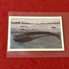1940s-50s Haarlem Steam Soap “Life Of The Sea” FIN WHALE Trade Card #112   EX