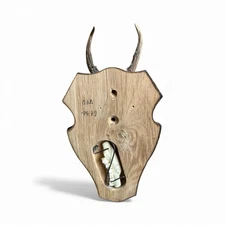 Roe Deer Trophy Black Forest Antlers 25 With Jawbone