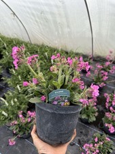 Silene Rollies Favourite Hardy Perennial Plant 3L Pot UK Grown